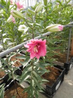 [1808 Aska No02.JPG]